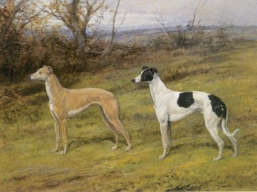 Fellow from Wales and Silvery Sand Greyhounds. , 