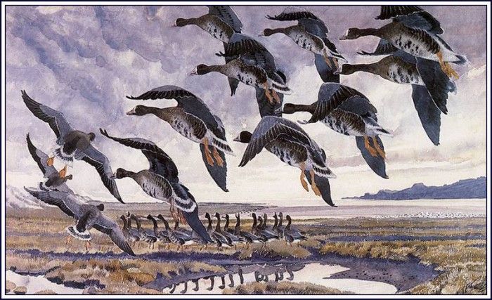 43642. Tunnicliffe, 