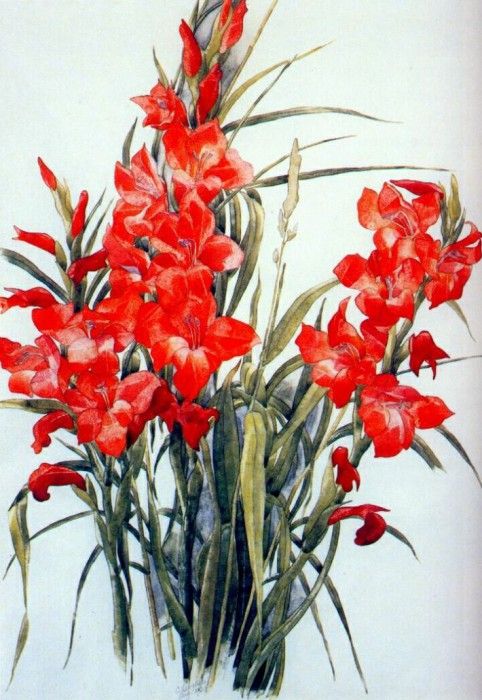 demuth gladiolus 1928. , 