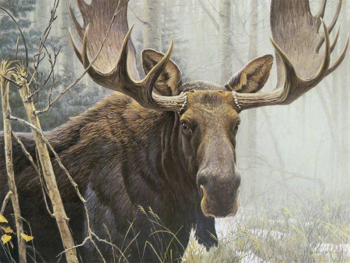 kb Bateman Bull Moose. Bateman, 