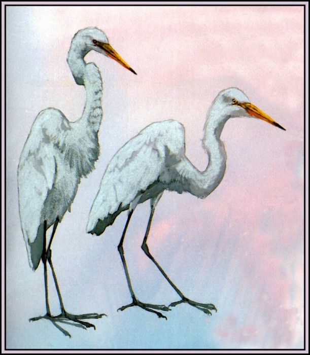 D50-AWE021-BR-Great Egret 3. Bansemer, 
