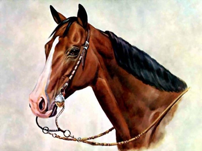 illustrated horse csg014 donald schwartz. , 