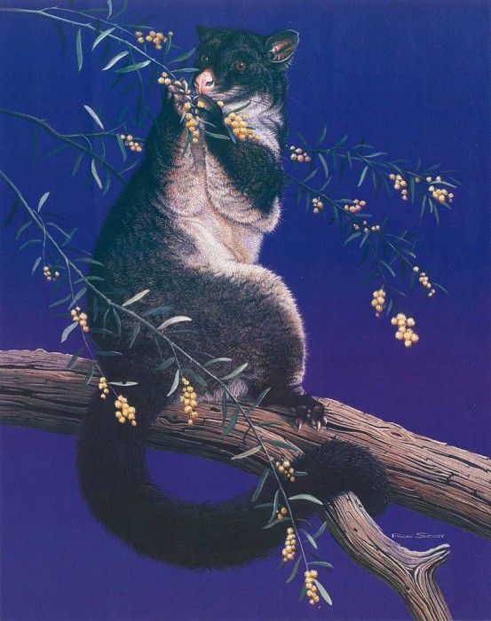 Oz AGls028 Rod Scott Brushtail Possum. , Rod