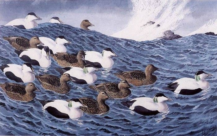 43599. Tunnicliffe, 