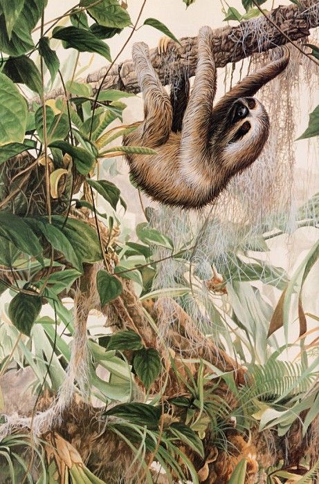 Parker, Ron - Three-toed Sloth (end. , 