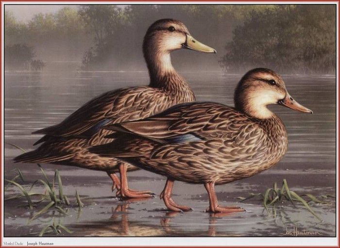 HautmanJoseph Mottled Ducks We@ISC. Hautman 