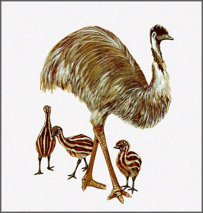 pa TonyOliver AustralianBirds 43 Emu. , 