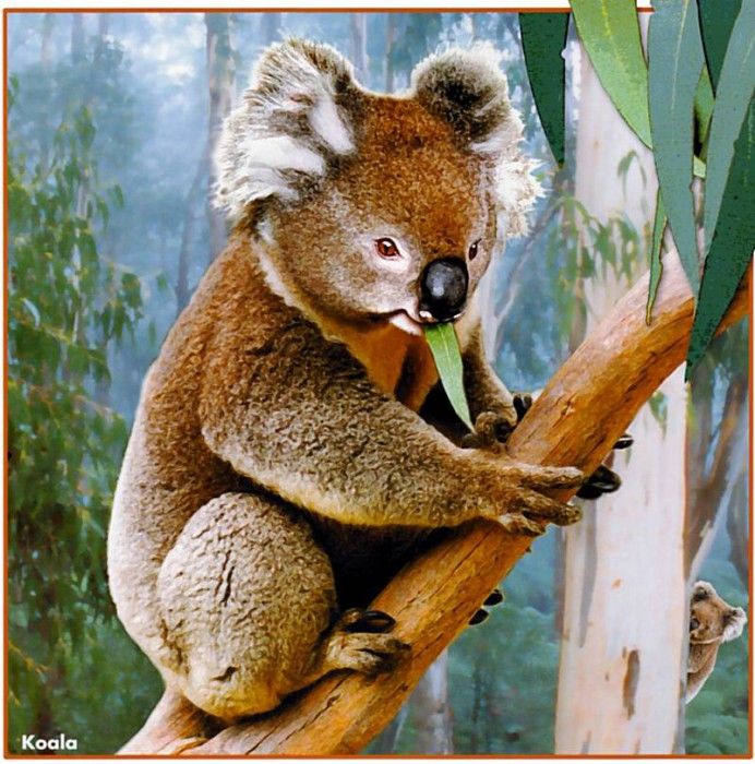 pa HartTrish 02 Koala. , 