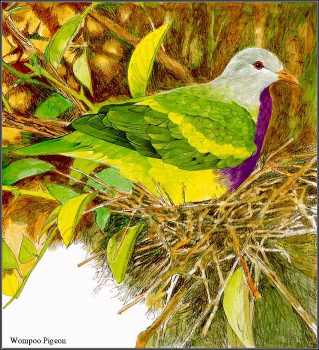 pa TonyOliver AustralianEndangeredWildlife 10. ������, ����