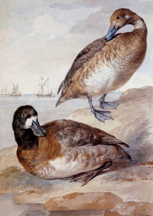 Schouman Aert Pair of ducks Sun. Schouman, 