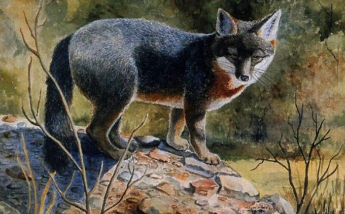 Esther Versch - Grey Fox, De. Versch, 