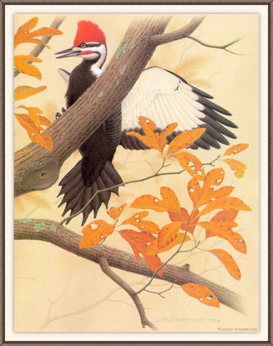 Sj WbZ 12 Pileated Woodpecker 2. , 