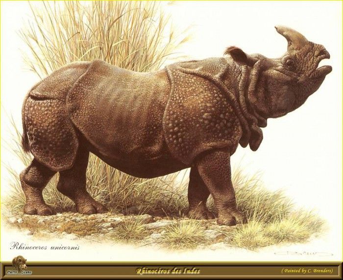 PO ppa 49 Rhinoceros des Indes. Brenders Karl