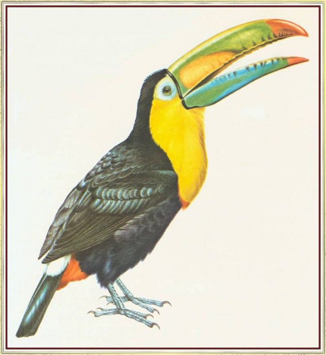 BarrettPeter SulphurBreastedToucan-We. , 