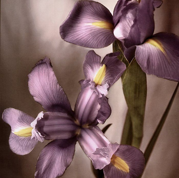 Tim Richter - Iris, De. , 