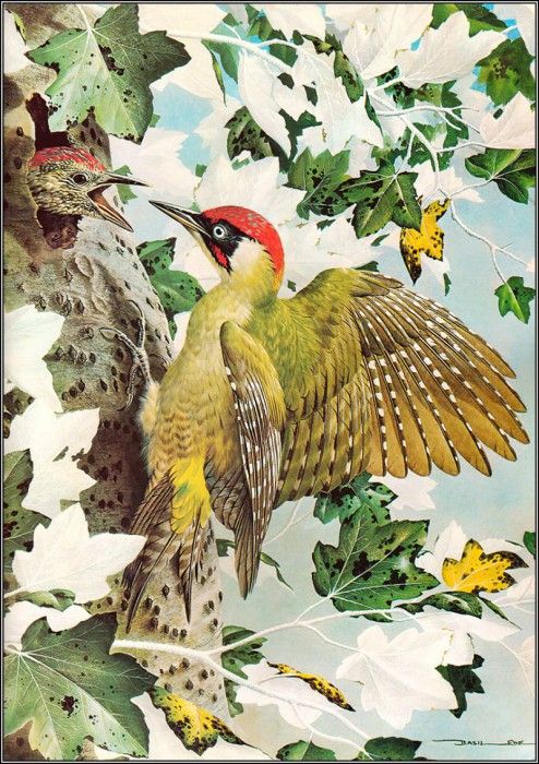 pa BasilEde 39 GreenWoodpecker. ���, �������