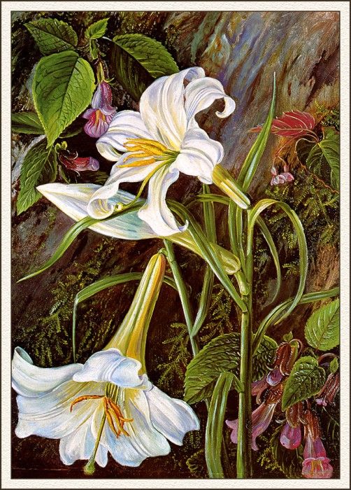 bs-flo- Marianne North- Great Lily Of Naini Tal- India. , 