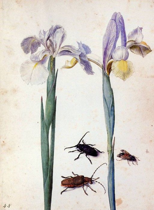Flegel Georg Two irisses two bugs and a fly Sun. , 