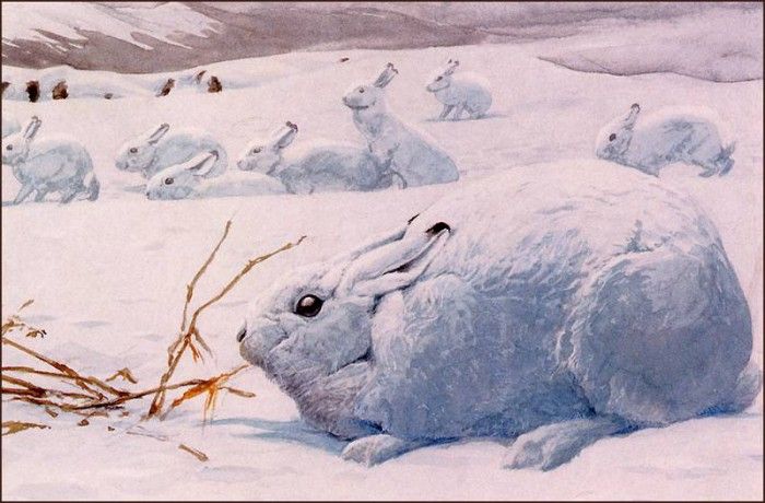 bs-na- Louis Agassiz Fuertes- Arctic Hare. Fuertes  