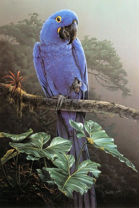 lrsSmithDaniel-HyacinthMacaw. , 