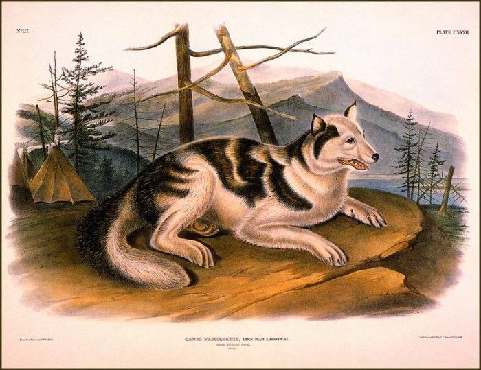 bs-na- Audubon- Hare- Indian Dog. Audubon,  