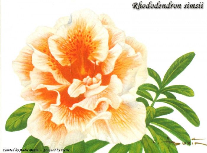 abs 25 rhododendron simsii. , 