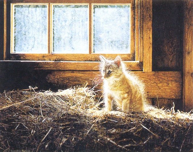 kb Ross Sueellen-Barn Kitten. , SueEllen