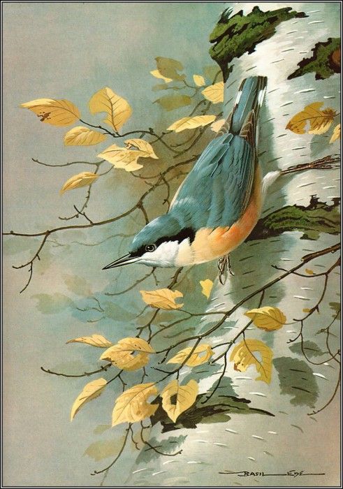 pa BasilEde 52 Nuthatch. , 