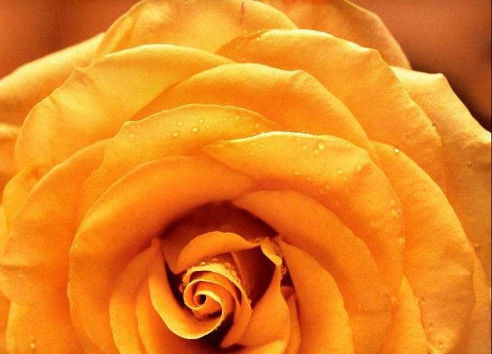 Maria Robledo - Yellow Rose, De. , 