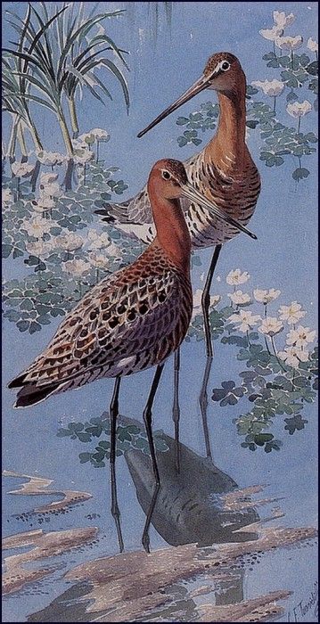 43611. Tunnicliffe, 