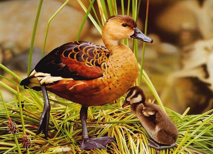 pa EgoGuiotto 06 WanderingWhistling Duck. Guiotto, ���