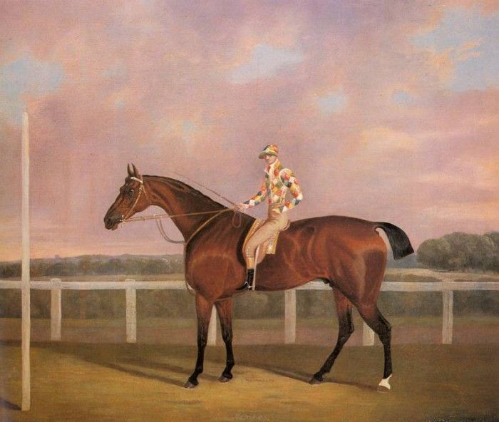 Tomson Clifton Memnon a Chestnut Racehorse With Jockey Up. , 