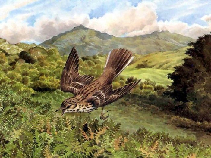 waters edge csg025 a meadow pipit in song flight. , 