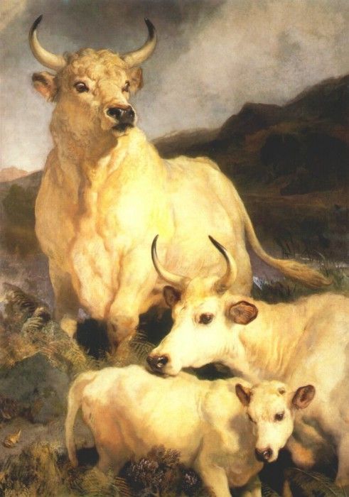 landseer wild cattle of chillingham 1867.   