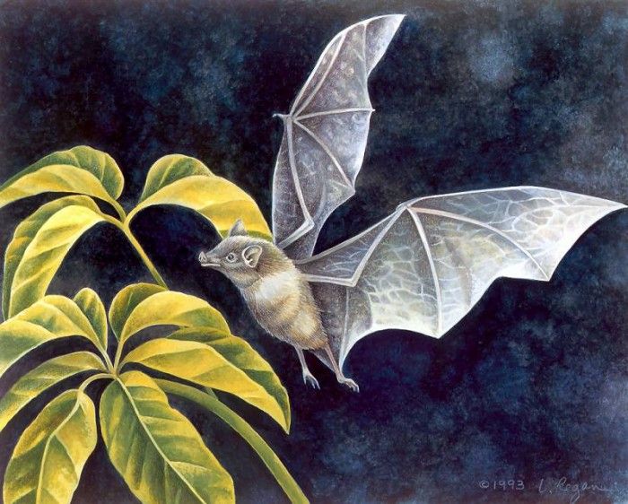 s4-vanishingspecies033-cavebat. , L