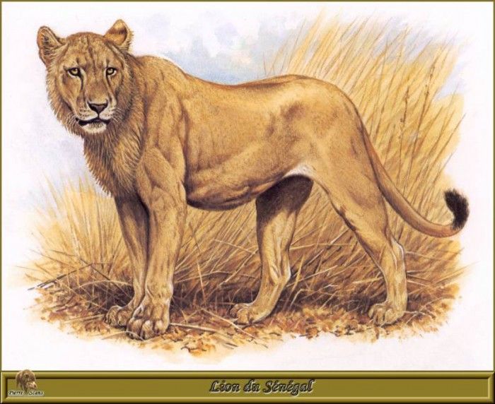 PO pfrd 045 Lion du Sngal. Dallet, 