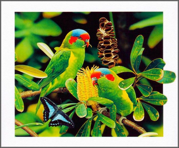 pa AusGeoArt 2003 07 EgoGuiotto MuskLorikeet. Guiotto, 