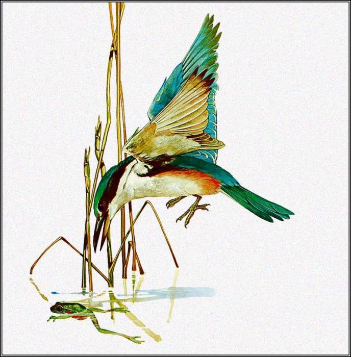 pa TonyOliver AustralianBirds 32 SacredKingfisher. , 