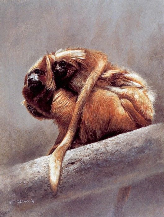 lrs Isaac Terry Golden Lion Tamarins. , 