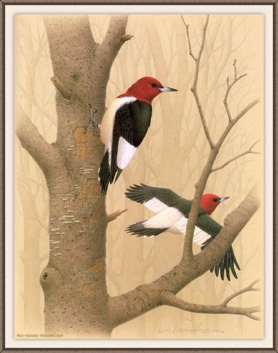 Sj WbZ 01 Red-headed Woodpecker. , 