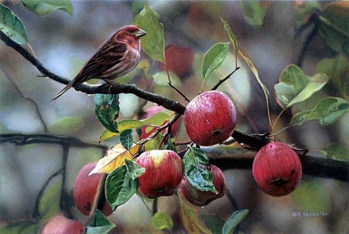 kb Isaac Terry-Appletime-Purple Finch. �����, �����