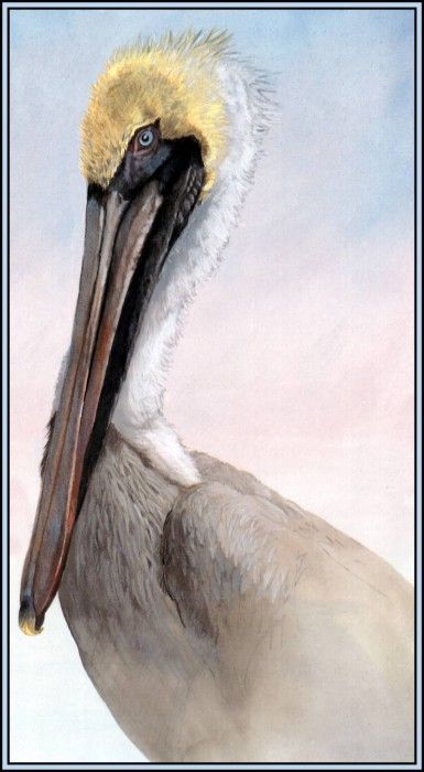 D50-AWE095-BR-Brown Pelican 10. Bansemer, 