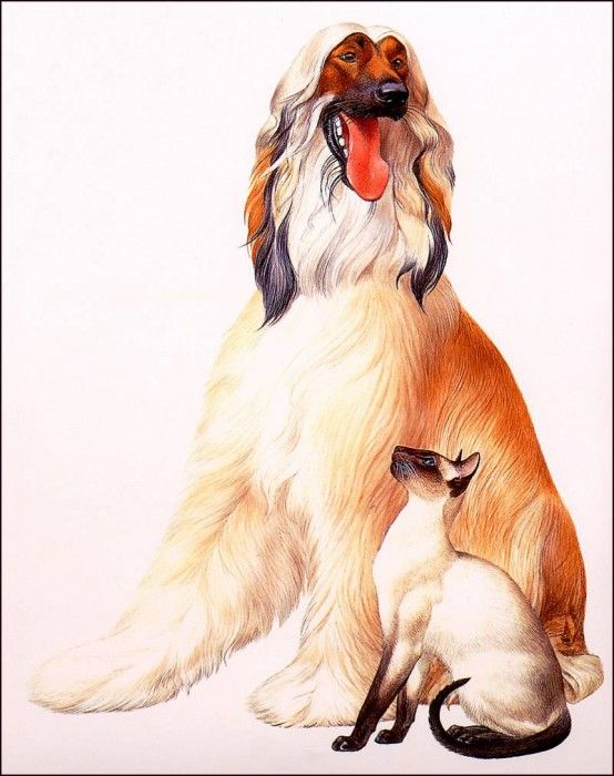 bs-ill- Peter Warner- Afghan Hound And Sealpoint Siamese. , 
