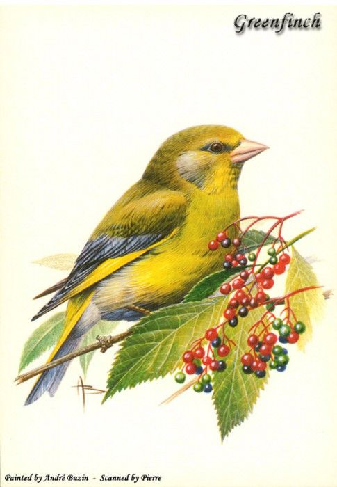 abs 08 greenfinch. , 