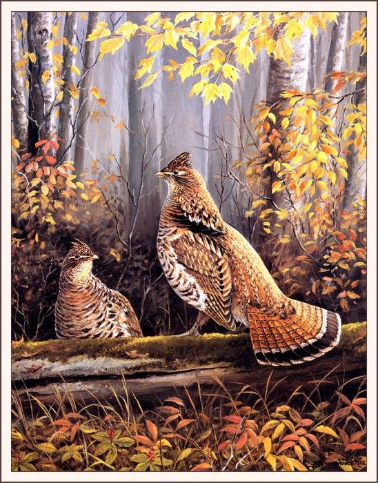 bs-na- Maynard Reece- Upland Series I V- Ruffed Grouse. , 