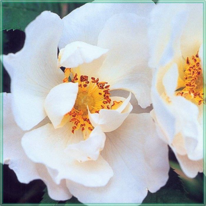 HeritageRoses White Rose of York-WeaISC. , Saxon