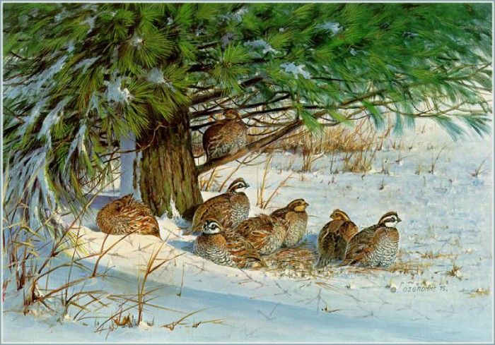 GrommeOwen-MiddayRetreat-Bobwhite (sj-art354). Gromme,  J