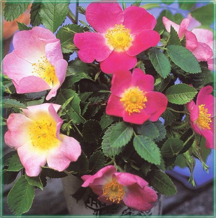 HeritageRoses Rosas Canina and Eglanteria-WeaISC. , Saxon