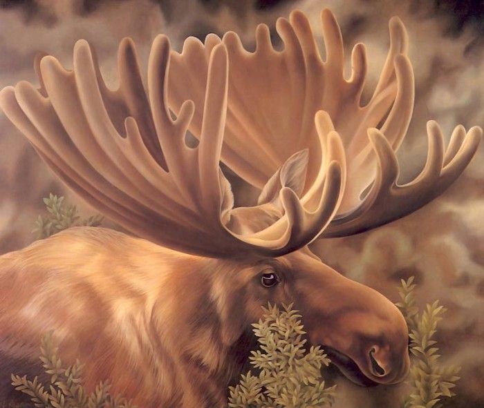 s4-vanishingspecies022-moose. , L