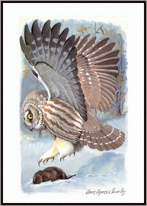 Fuertes-LouisAgassiz NorthernSaw-whet-Owl-sj. ,  F